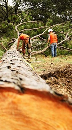 Certified Tulsa Tree Service Experts